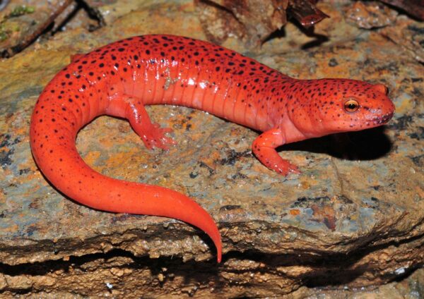 An image of Blue Ridge red salamander