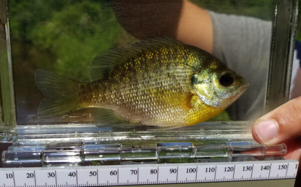An image of a bluegill for identification purposes