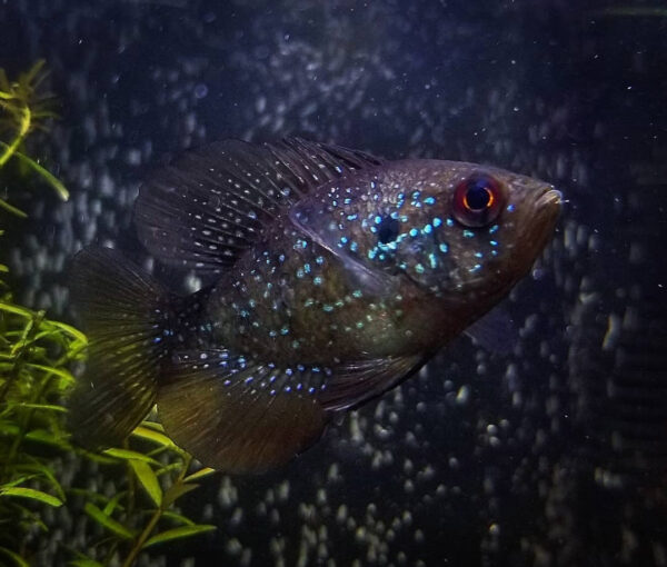 An image of Bluespotted Sunfish