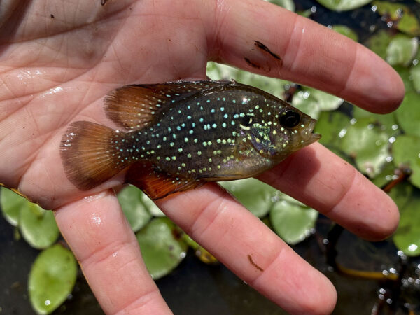 A large adult Bluespotted Sunfish captured during a DWR survey. ©Photo by Maddie Cogar