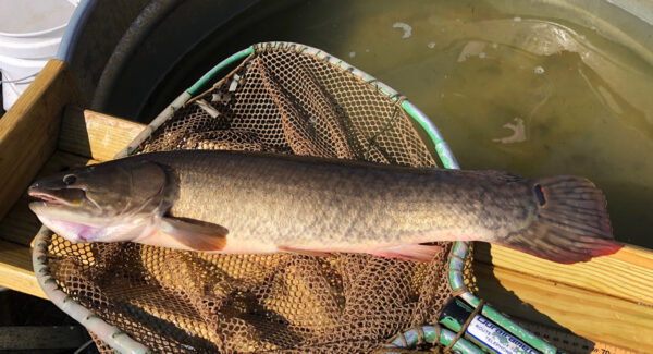 A Ruddy Bowfin (Amia calva) - note the short anal fin, spot on tail, and the lack of scales on the head. ©Photo by Scott Herrmann
