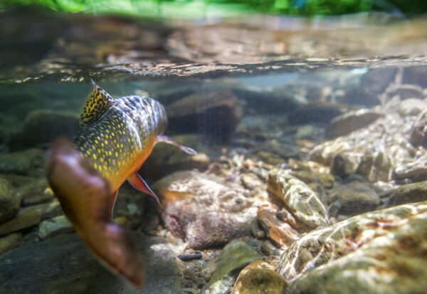 A brook trout in a riverbed