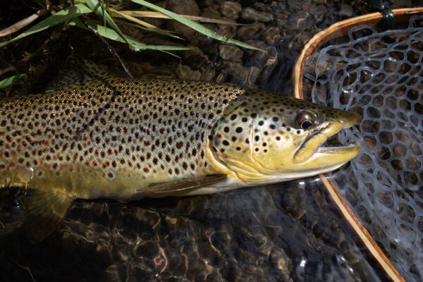 An image of Brown Trout