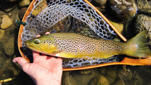 An image of a large brown trout on a net after having been caught in one of Virginia's creeks