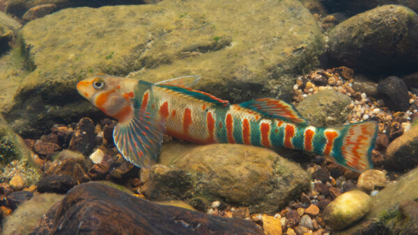 A Candy Darter resting on the stream bottom.