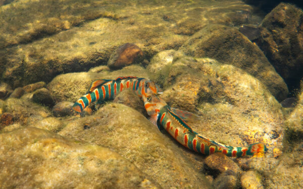 Two Candy Darters interact.