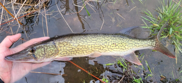 An image of Chain Pickerel