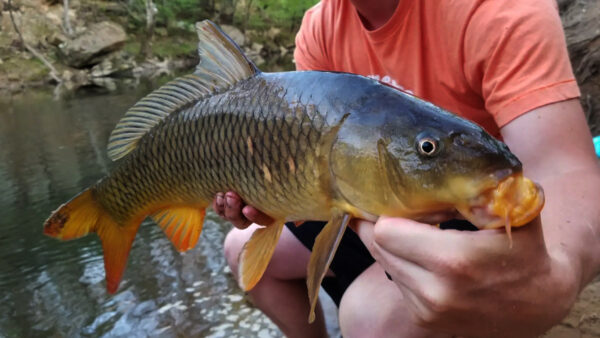 An image of Common Carp