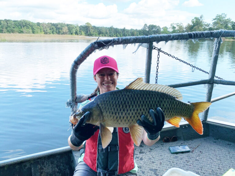 Common Carp | Virginia DWR