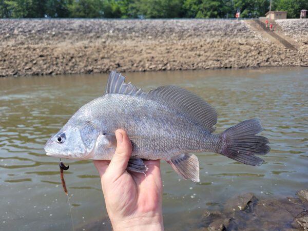 An image of Freshwater Drum