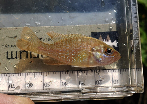 A juvenile Green Sunfish. Because Green Sunfish have a larger mouth allowing for more prey items, and grow faster than several other sunfish species, they typically grow faster and outcompete other sunfishes. ©Photo by Dootin Branch