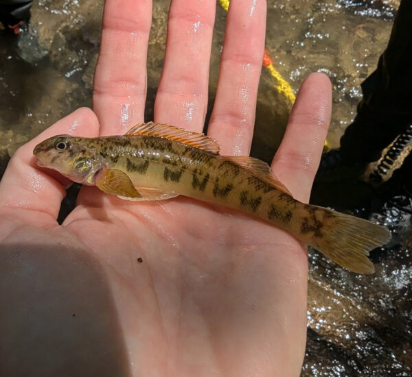 An image of Greenside Darter