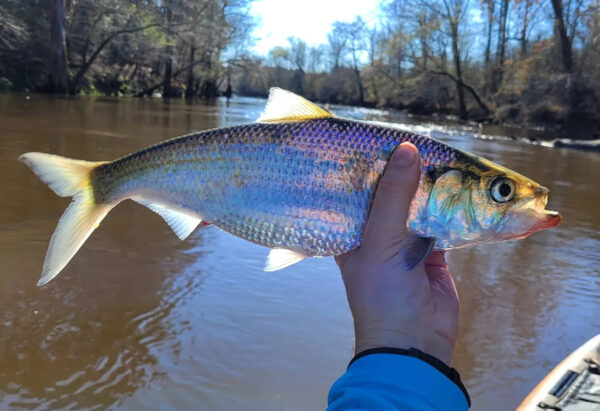An image of Hickory Shad