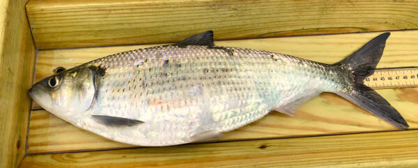 A gravid female Hickory Shad being processed during fish community sampling. ©Alan Weaver - DWR