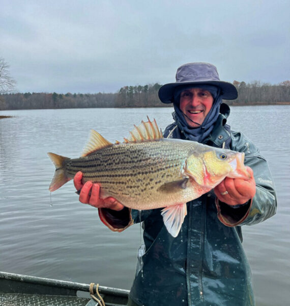 An image of Hybrid Striped Bass