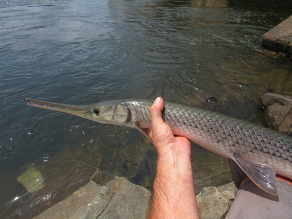 An image of a longnose gar for identification purposes