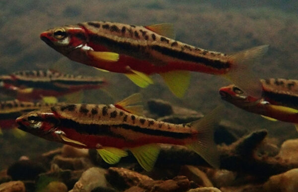 An image of Mountain Redbelly Dace