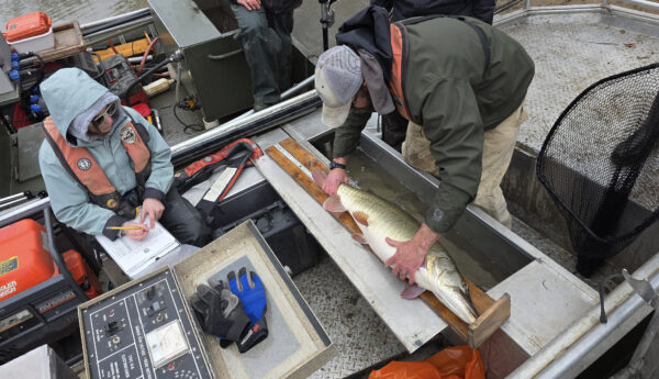 A team of DWR biologists collect important fish data to assess the health of the Musky fishery. 