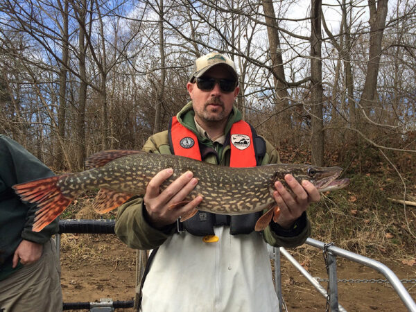 An image of Northern Pike