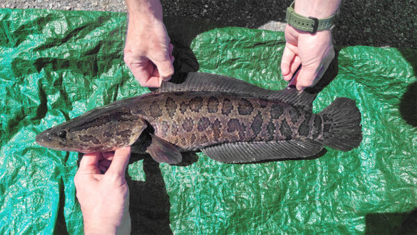 A Northern Snakehead. Note the elongated anal fin, scales on head, and snakelike patterning.