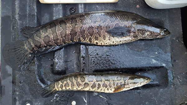An image of Northern Snakehead