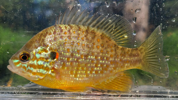 An image of a pumpkinseed for identification purposes