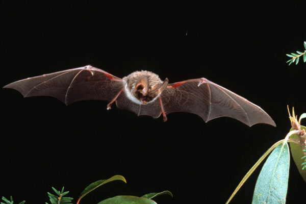 A Rafinesque's Big-Eared Bat hunting for prey. Photo by ©John MacGregor - Kentucky DFWR Photo