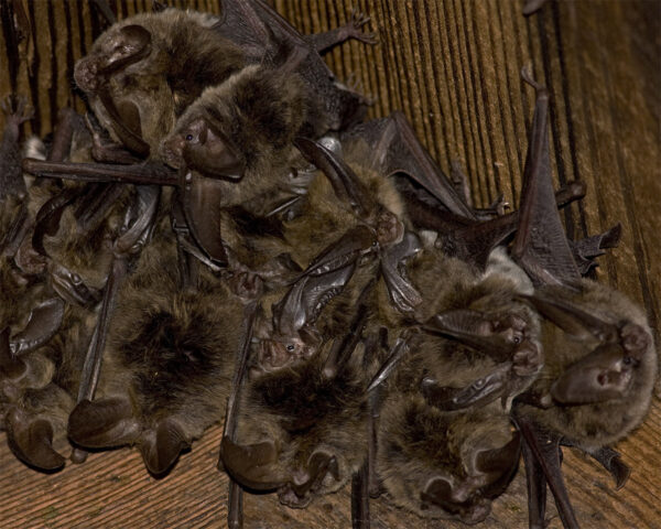 A cluster of Rafinesque’s big-eared bats. Photo by ©Ken Conger - DWR