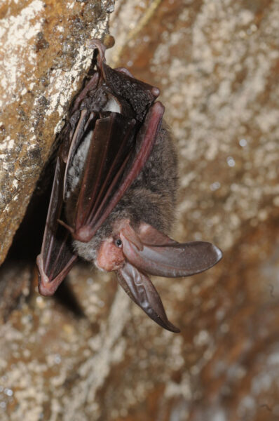 An image of Rafinesque’s Big-Eared Bat