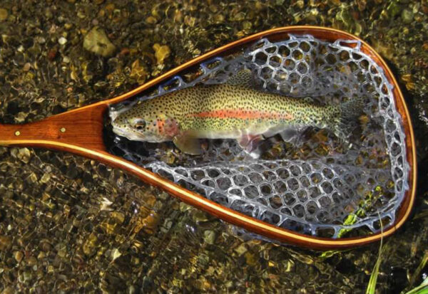 A Rainbow Trout with ideal identifying characteristics