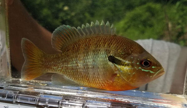 An image of Redbreast Sunfish