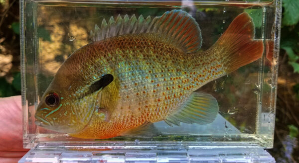 An image of a redbreast sunfish for identification purposes