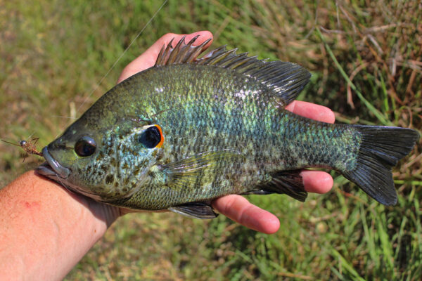 An image of Redear Sunfish