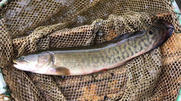 An image of a ruddy bowfin for identification purposes