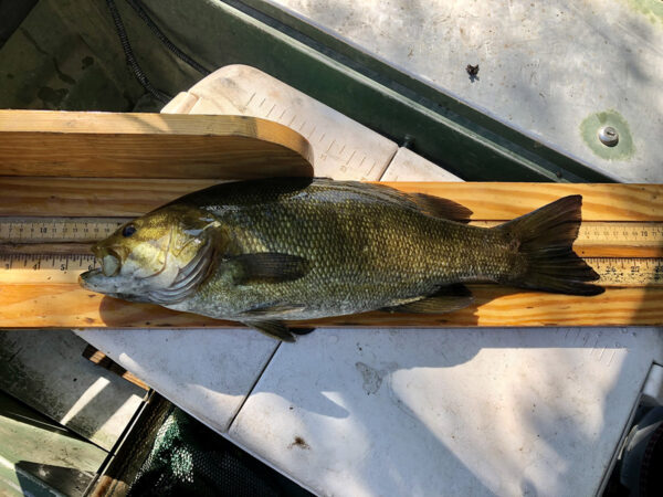 An image of Smallmouth Bass