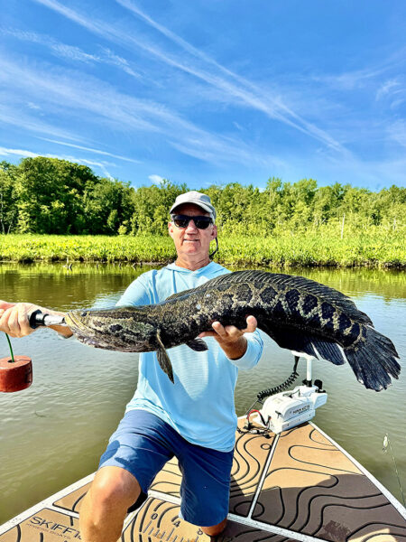 An image of Northern Snakehead