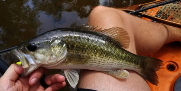 An image of Spotted Bass