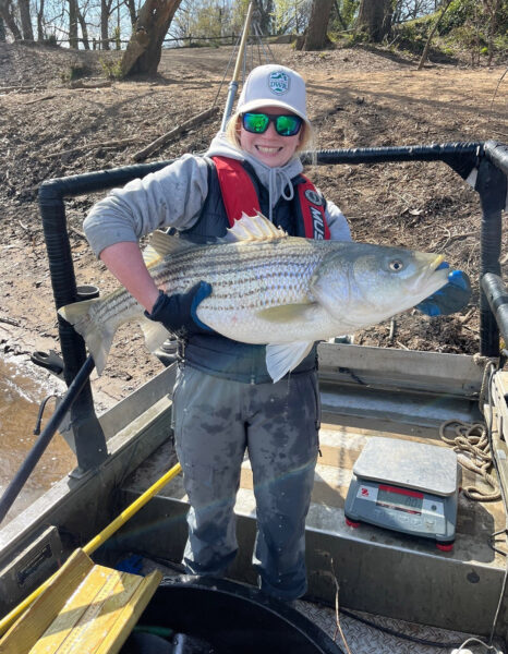 An image of a girl holding a striped bass she collected during a DWR survey