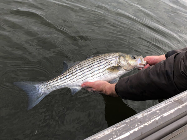 An image of Striped Bass