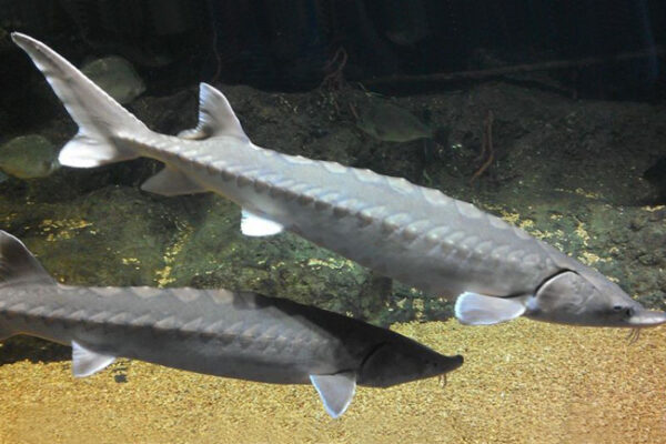 An image of Atlantic Sturgeon