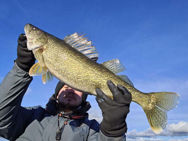 An image of Walleye