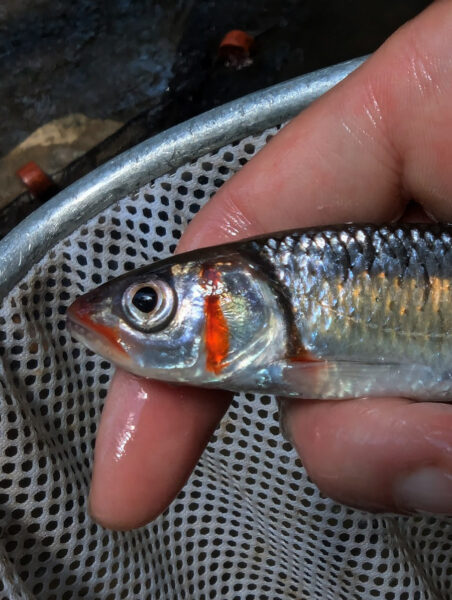 An image of Warpaint Shiner