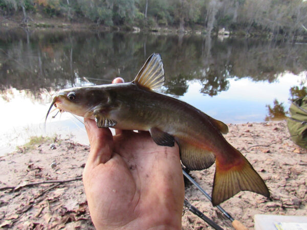 An image of White Catfish