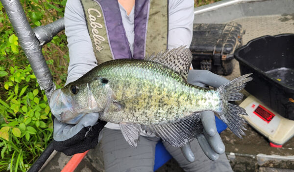 An image of White Crappie