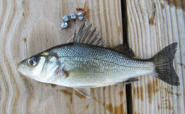 An image of White Perch