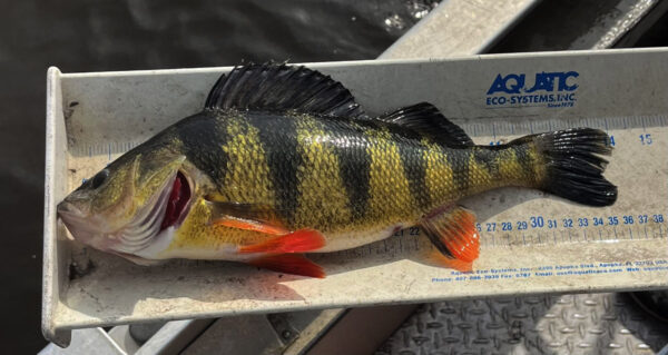 A Yellow Perch being measured. ©DCR Healthy Waters Program / VCU INSTAR