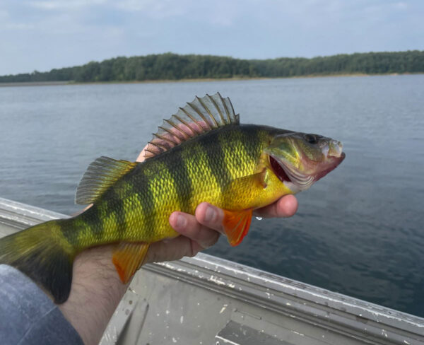 An image of Yellow Perch