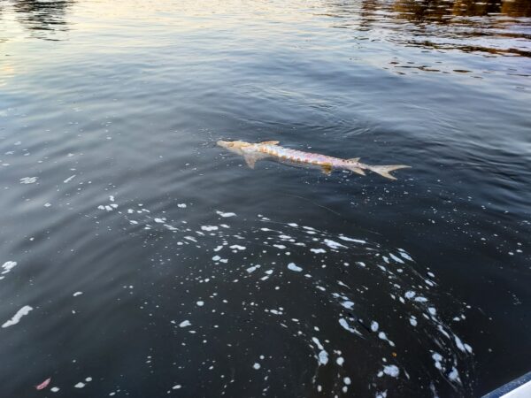 A floating Atlantic Sturgeon carcass