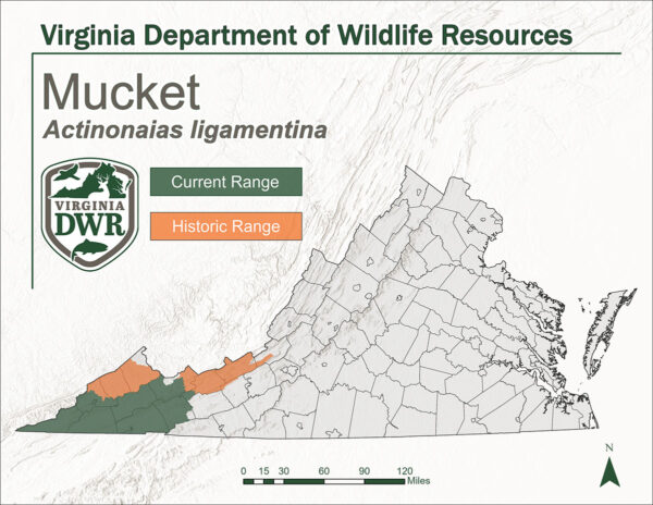 Distribution of Mucket within Virginia