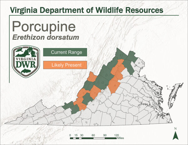 A map showing the distribution of porcupine in Virginia